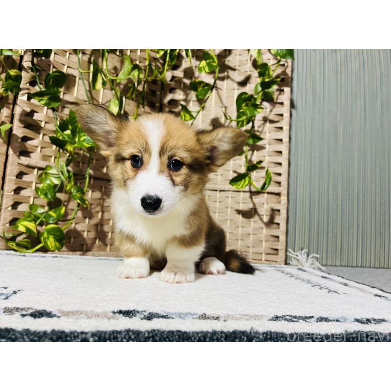 販売中の千葉県のウェルシュコーギーペンブローク-423485の7枚目
