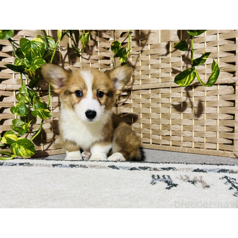 販売中の千葉県のウェルシュコーギーペンブローク-423485の6枚目