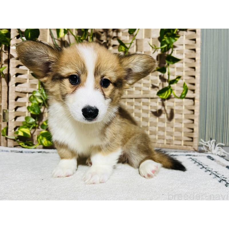 販売中の千葉県のウェルシュコーギーペンブローク-423485の5枚目