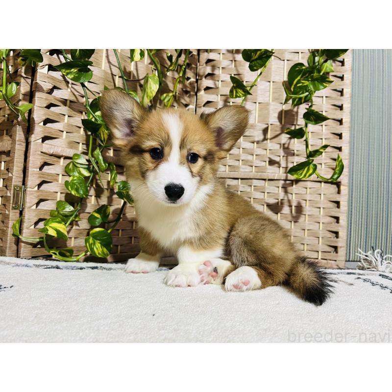 販売中の千葉県のウェルシュコーギーペンブローク-423485の4枚目