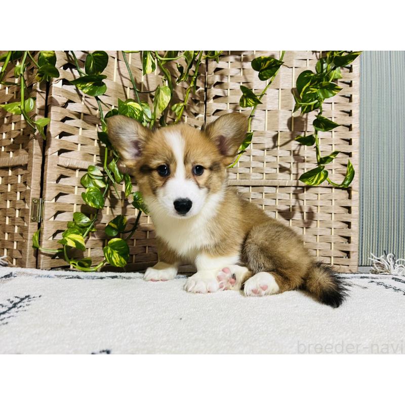 販売中の千葉県のウェルシュコーギーペンブローク-423485の3枚目