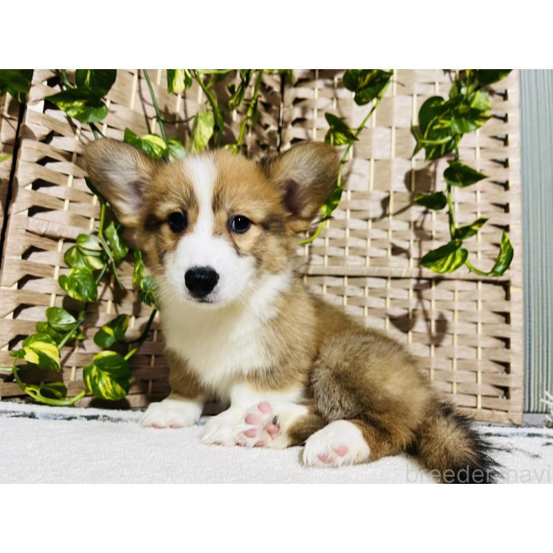 販売中の千葉県のウェルシュコーギーペンブローク-423485の2枚目