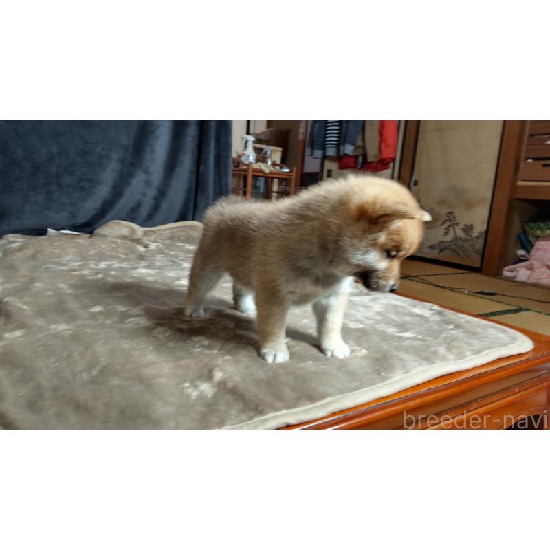 販売中の秋田県の柴犬-418364の5枚目