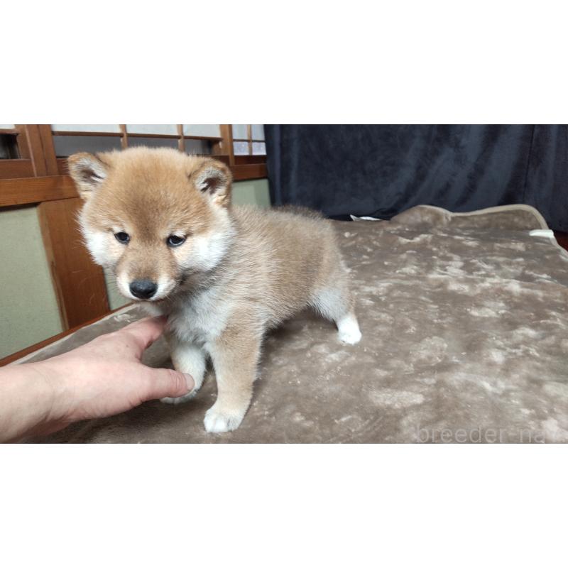 販売中の秋田県の柴犬-418364の4枚目