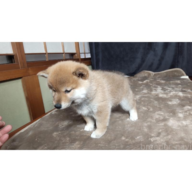 販売中の秋田県の柴犬-418364の3枚目