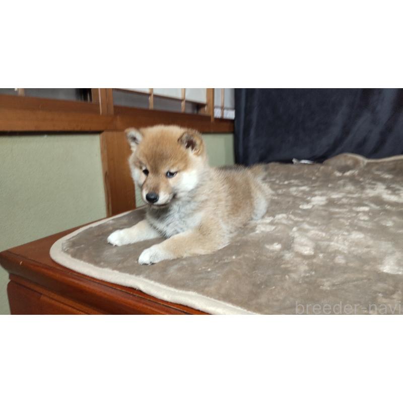 販売中の秋田県の柴犬-418364の2枚目