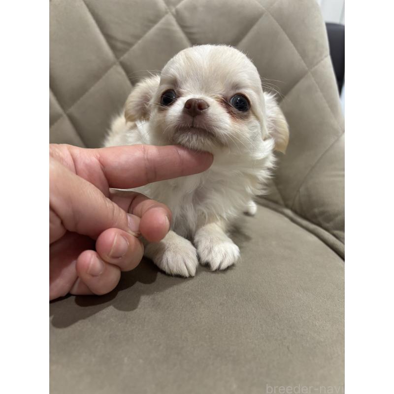 販売中の兵庫県のチワワ(ロングコート)-423486の5枚目