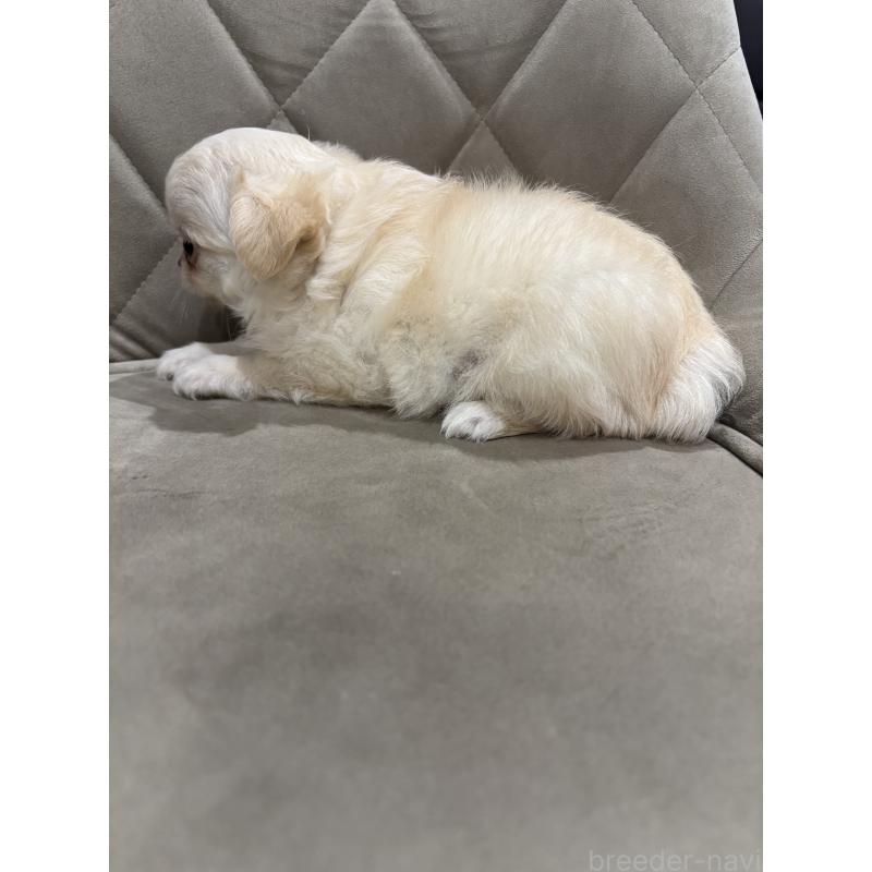 販売中の兵庫県のチワワ(ロングコート)-423486の4枚目