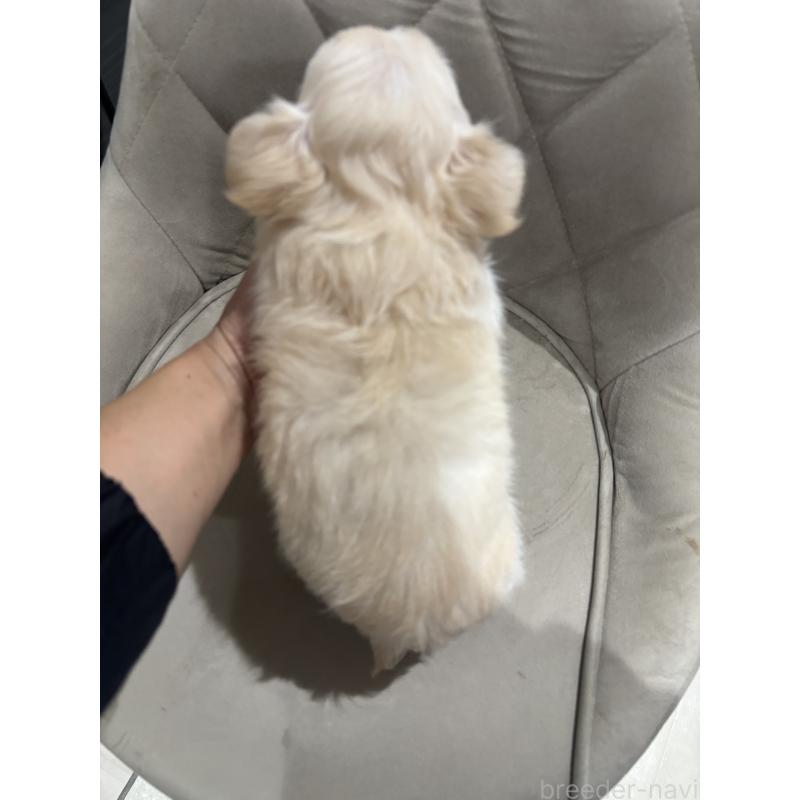 販売中の兵庫県のチワワ(ロングコート)-423486の3枚目