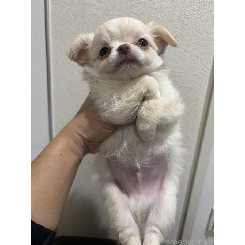 販売中の兵庫県のチワワ(ロングコート)-423486の2枚目