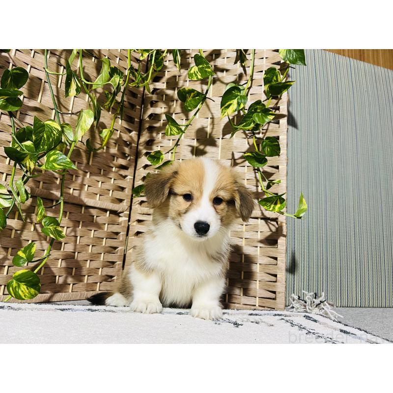 販売中の千葉県のウェルシュコーギーペンブローク-423487