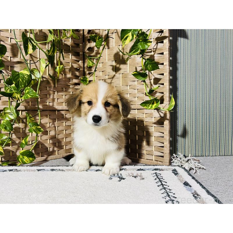 販売中の千葉県のウェルシュコーギーペンブローク-423487の6枚目