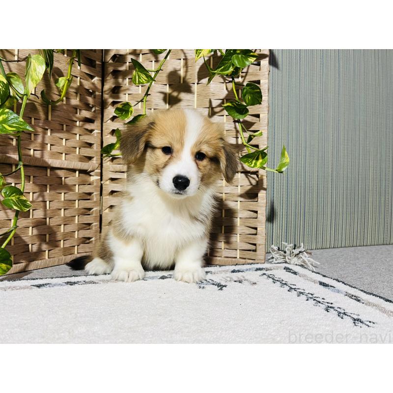 販売中の千葉県のウェルシュコーギーペンブローク-423487の5枚目