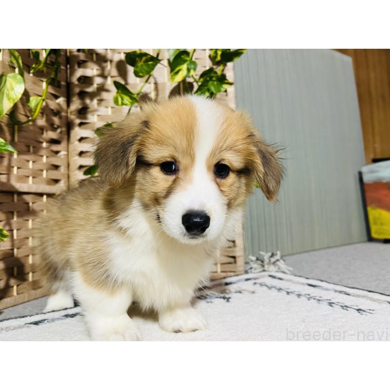 販売中の千葉県のウェルシュコーギーペンブローク-423487の4枚目