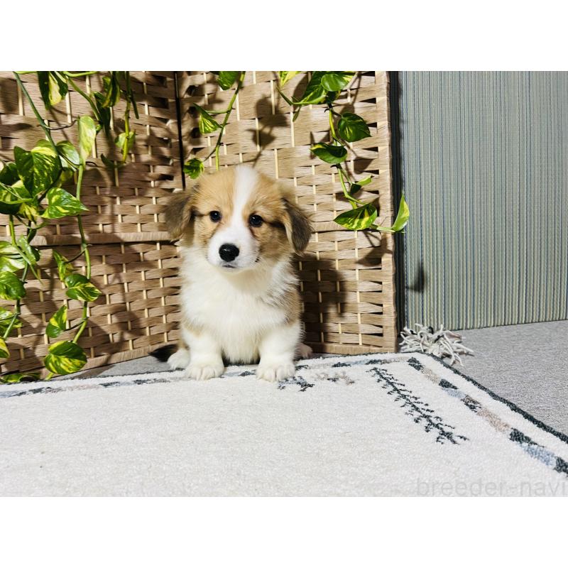 販売中の千葉県のウェルシュコーギーペンブローク-423487の3枚目