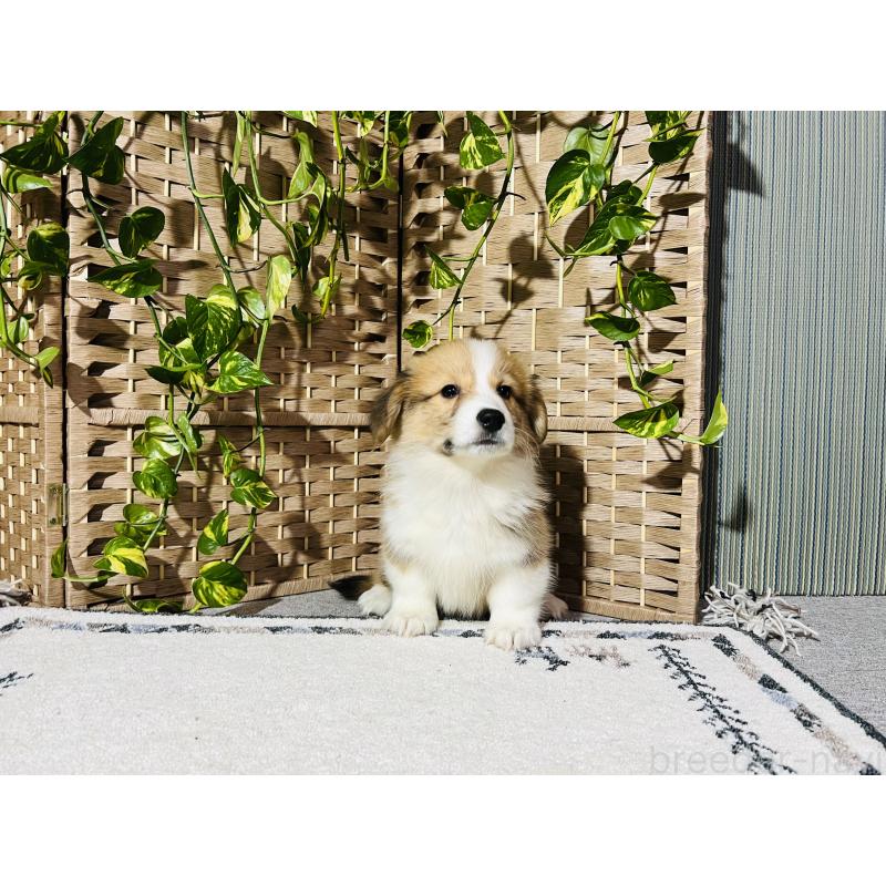 販売中の千葉県のウェルシュコーギーペンブローク-423487の2枚目