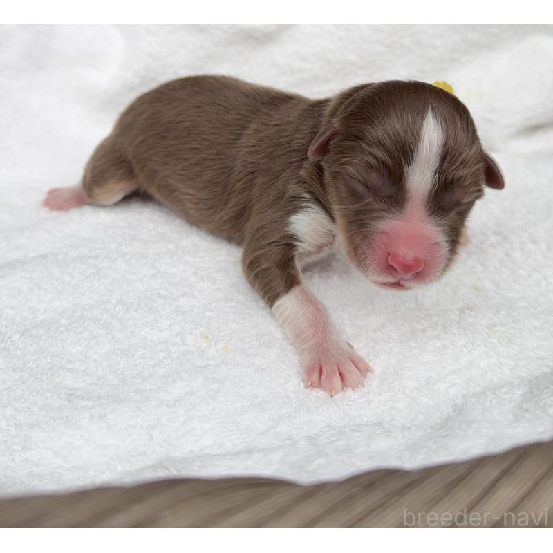 販売中の山梨県のオーストラリアンシェパード-423319