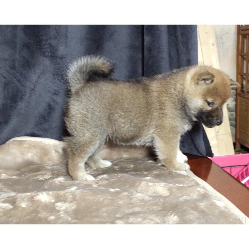 販売中の秋田県の柴犬-418363の5枚目
