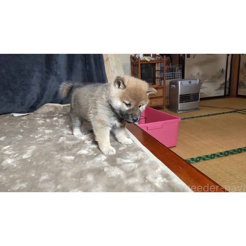 販売中の秋田県の柴犬-418363の4枚目