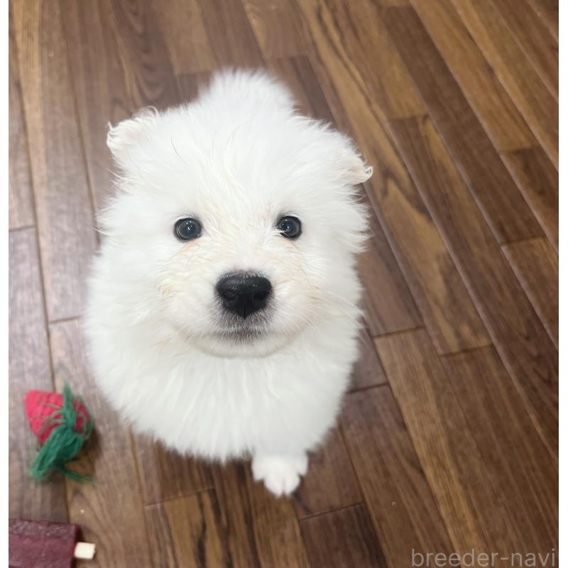 商談中の東京都のサモエド-421692の8枚目