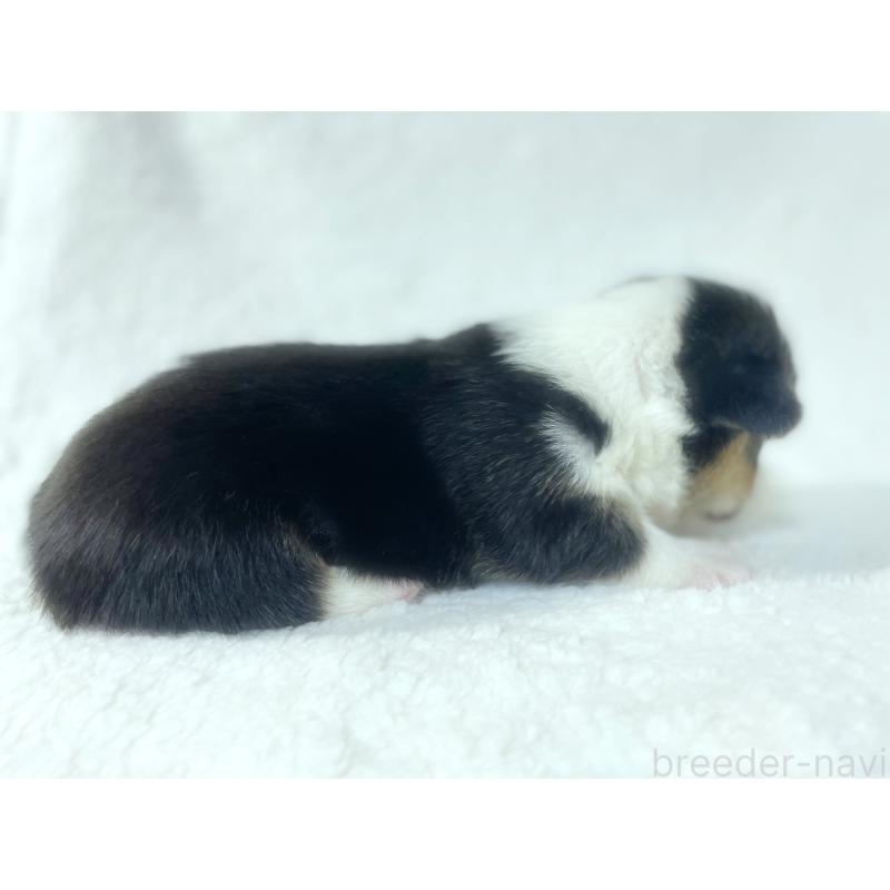 成約済の福岡県のウェルシュコーギーペンブローク-421701の6枚目