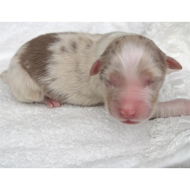 販売中の山梨県のオーストラリアンシェパード-423316