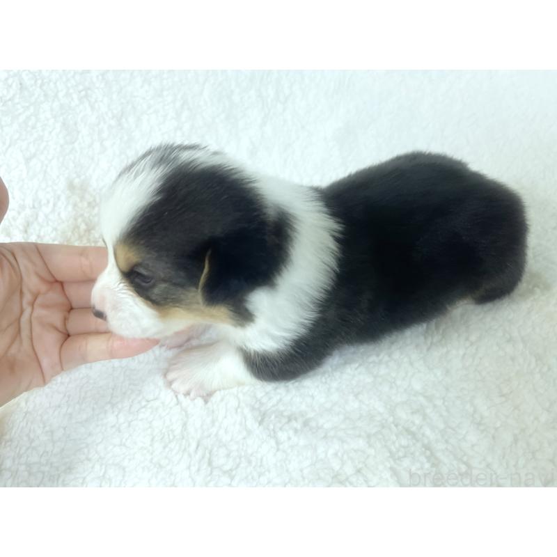 成約済の福岡県のウェルシュコーギーペンブローク-421701の5枚目