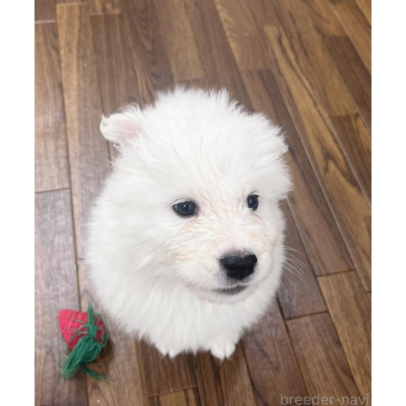 商談中の東京都のサモエド-421692の7枚目