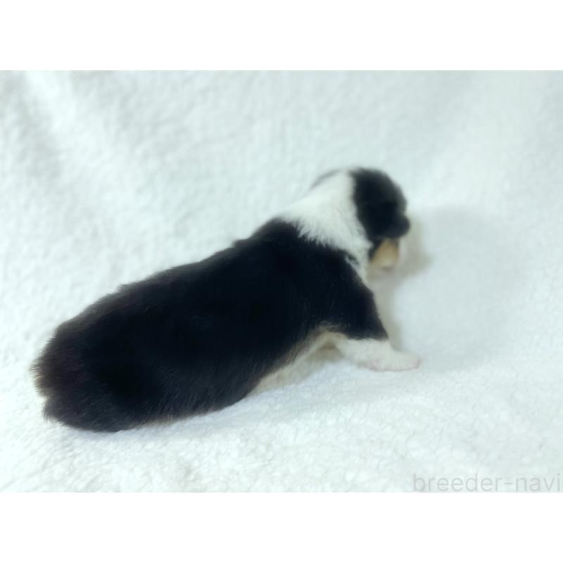 成約済の福岡県のウェルシュコーギーペンブローク-421701の3枚目