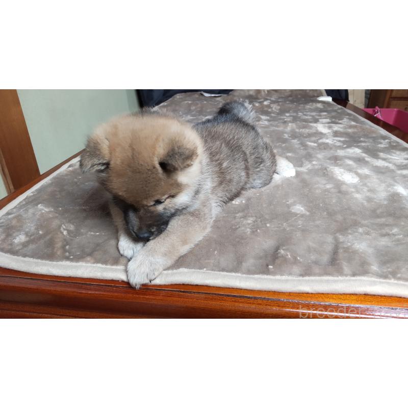 販売中の秋田県の柴犬-418363の3枚目