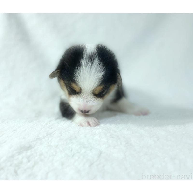 成約済の福岡県のウェルシュコーギーペンブローク-421701の2枚目