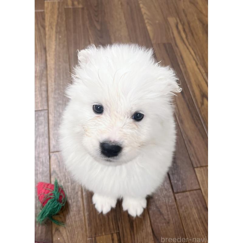 販売中の東京都のサモエド-421692