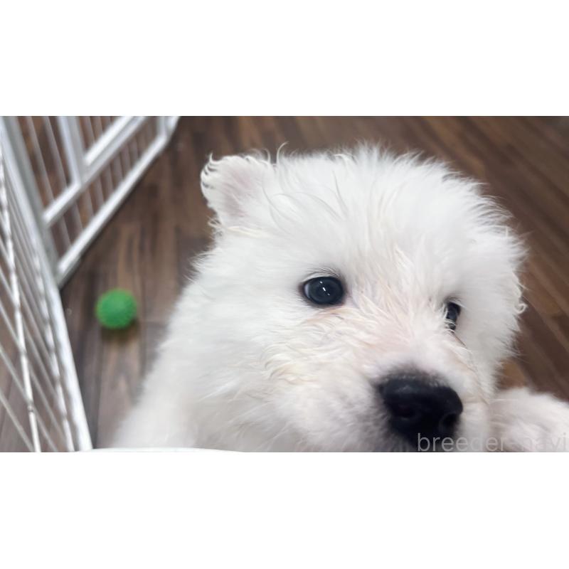 商談中の東京都のサモエド-421692の6枚目