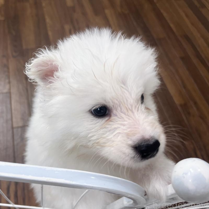 商談中の東京都のサモエド-421692の5枚目