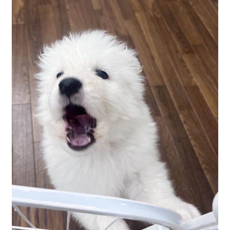 商談中の東京都のサモエド-421692の4枚目