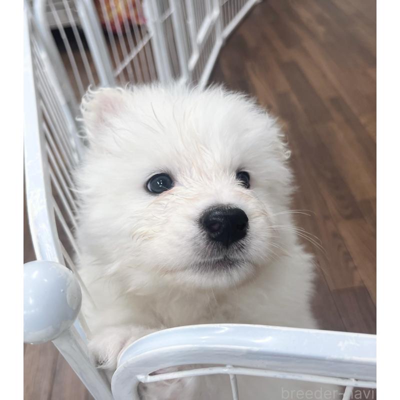 商談中の東京都のサモエド-421692の3枚目