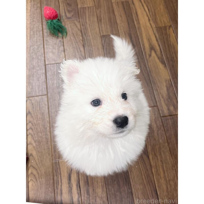 商談中の東京都のサモエド-421692の2枚目