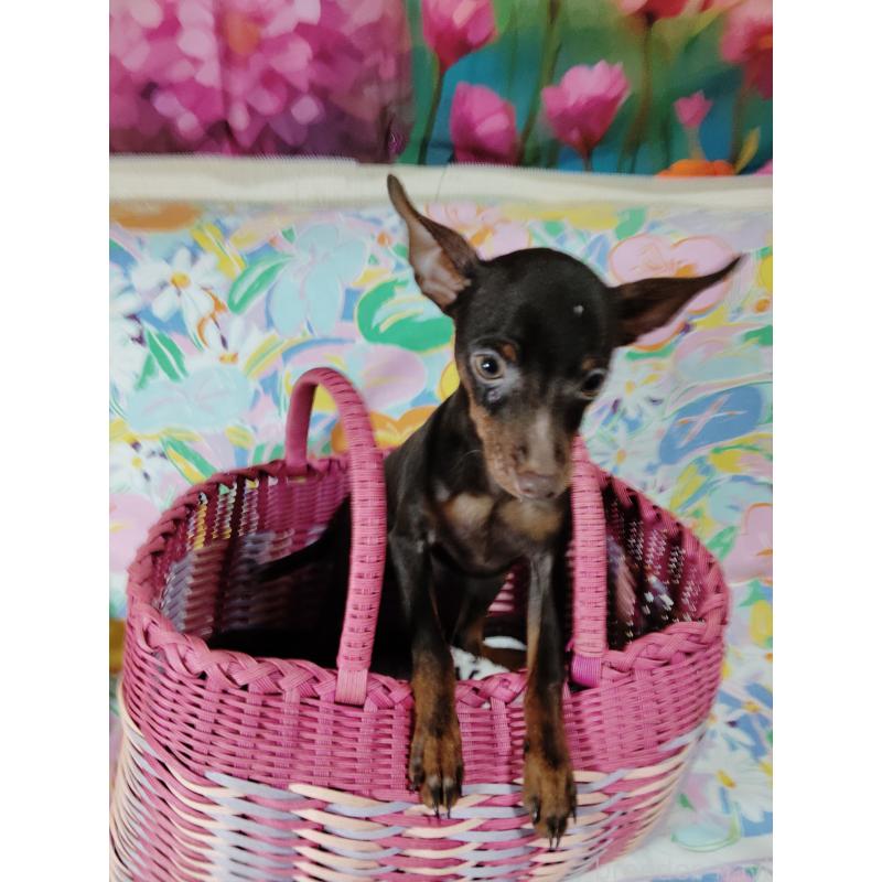 販売中の大阪府のミニチュアピンシャー(ミニピン)-409848の7枚目