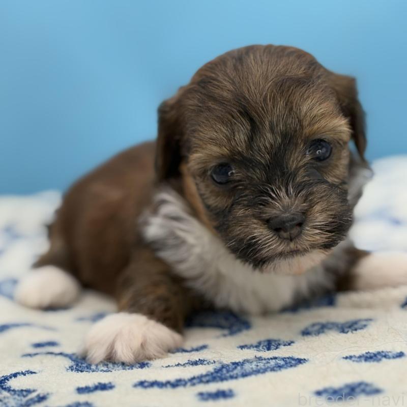 販売中の長野県のハバニーズ-423488の2枚目