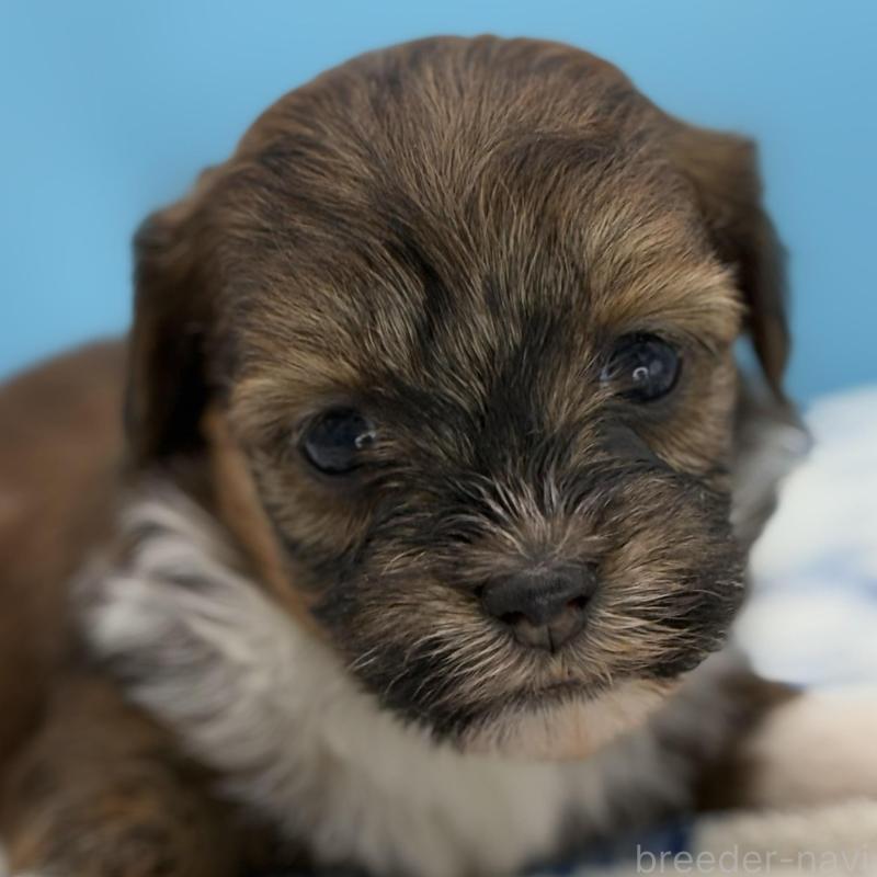 販売中の長野県のハバニーズ-423488の1枚目