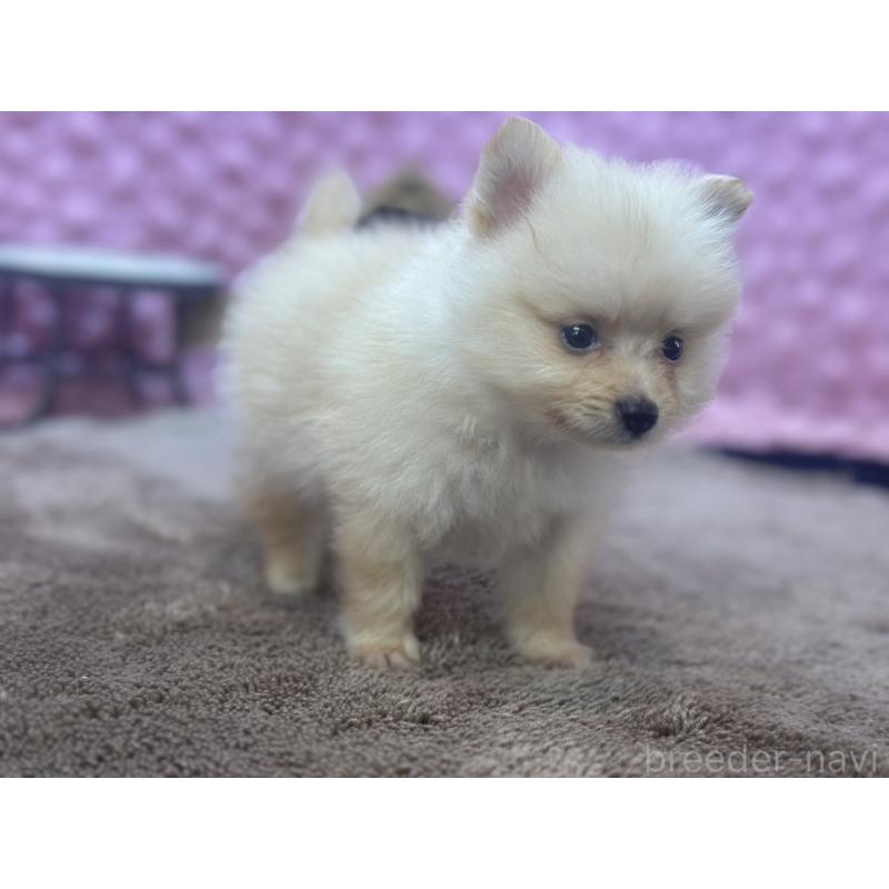 販売中の茨城県のポメラニアン-423489の10枚目