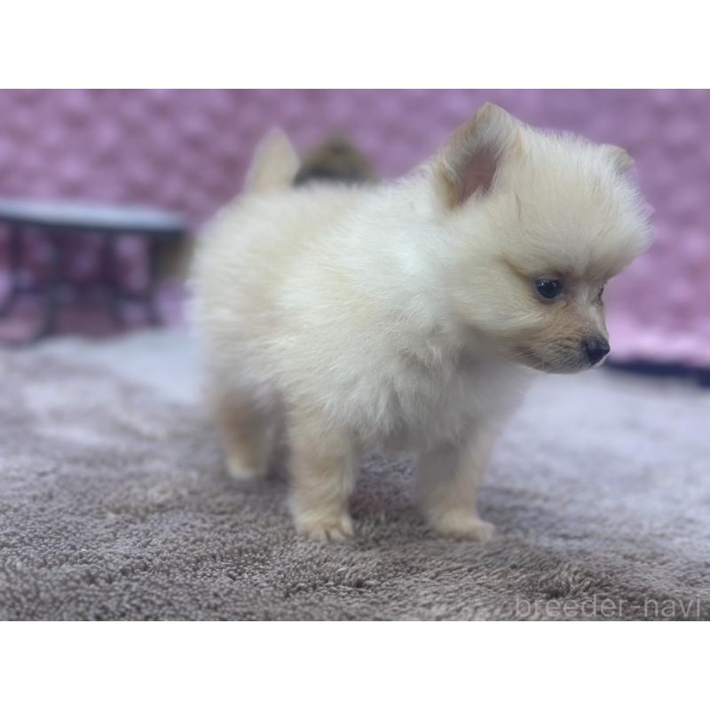 販売中の茨城県のポメラニアン-423489の9枚目