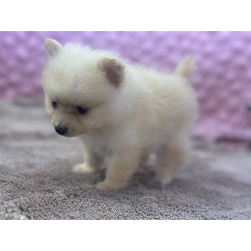 販売中の茨城県のポメラニアン-423489の8枚目