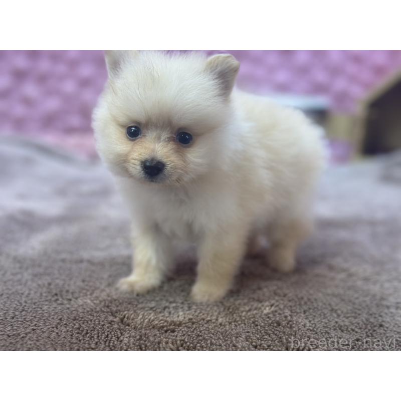 販売中の茨城県のポメラニアン-423489の7枚目