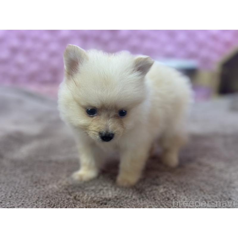 販売中の茨城県のポメラニアン-423489の6枚目