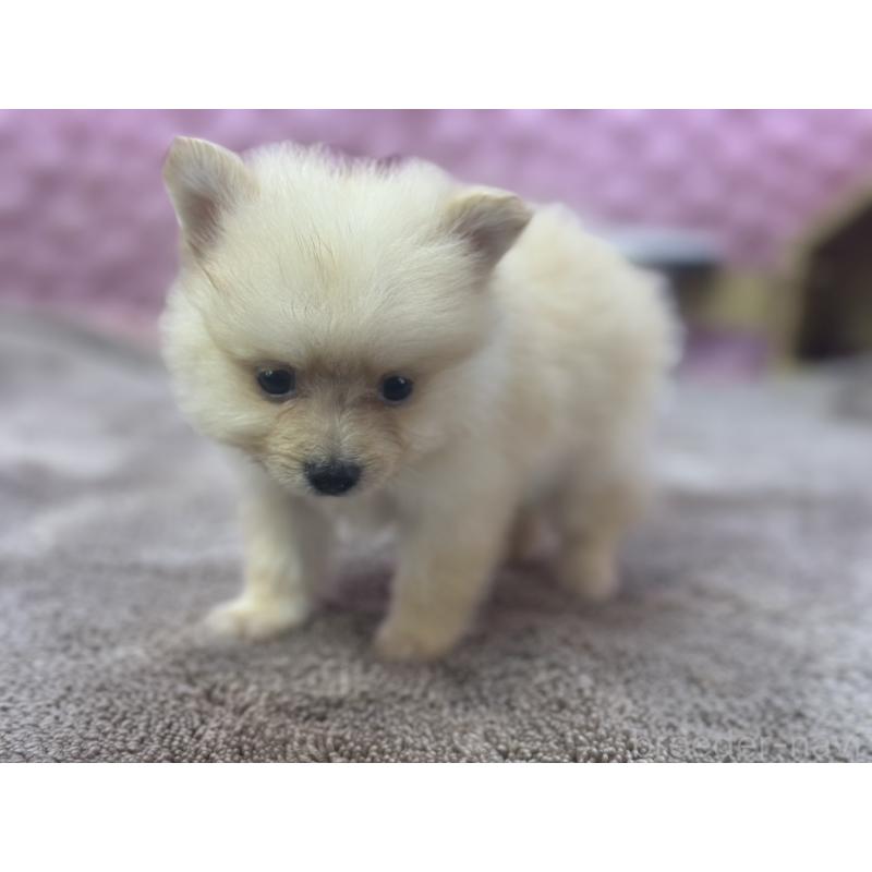 販売中の茨城県のポメラニアン-423489の5枚目