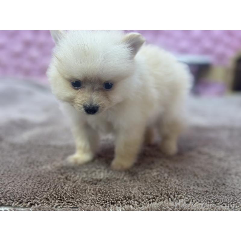 販売中の茨城県のポメラニアン-423489の4枚目