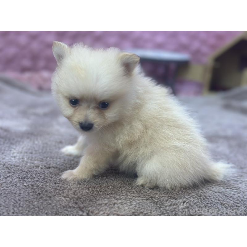 販売中の茨城県のポメラニアン-423489の3枚目