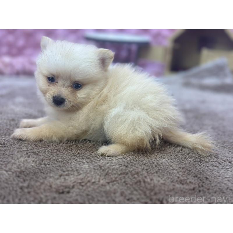 販売中の茨城県のポメラニアン-423489の2枚目