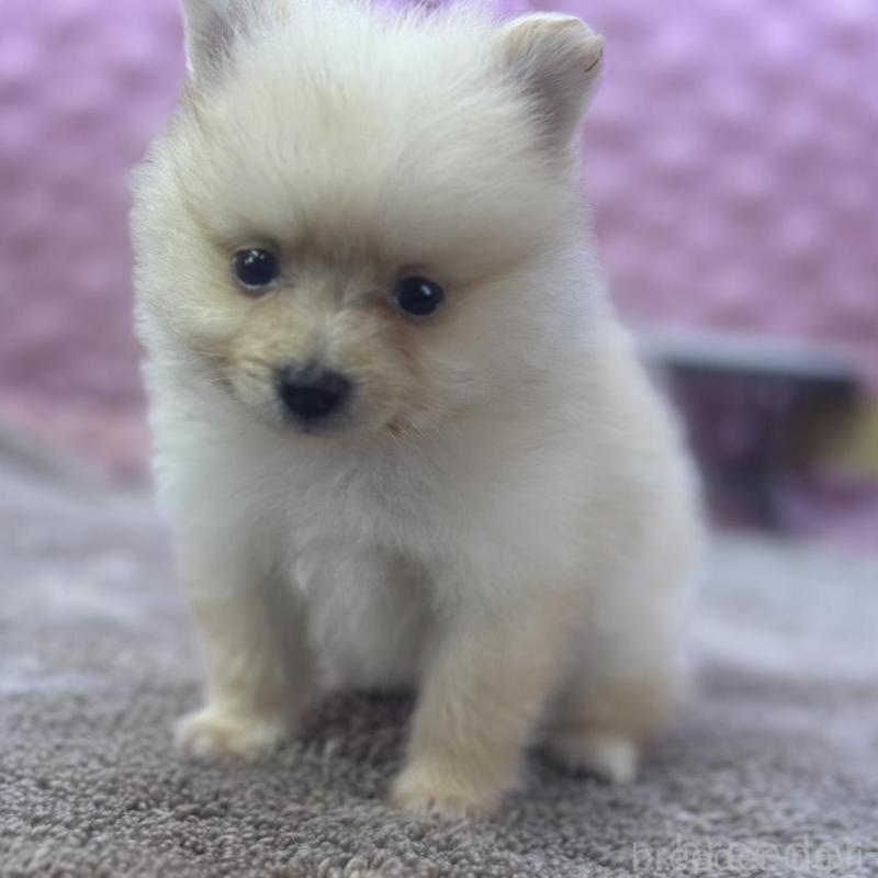 販売中の茨城県のポメラニアン-423489の1枚目